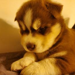 Siberian Husky Puppies from Xk siberians