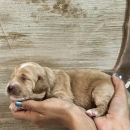 Yellow - Red female Australian Labradoodle puppy in Milton, North Carolina from Good Day Doodles