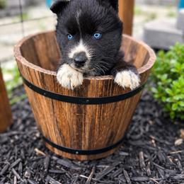 Ridoc - Black and white male Siberian Husky puppy in Oakwood, Ohio from Moonlight Siberian Huskies