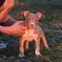 Peppermill - Lilac tri-color female American Bully puppy in Orlinda, Tennessee from SimplyBullies