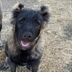King - Fawn male Armenian Gampr puppy in Tehachapi, California from Four Kings Ranch