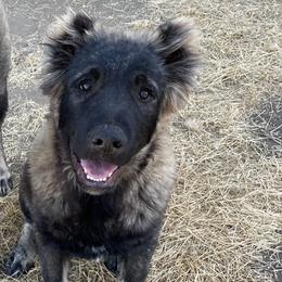 King - Fawn male Armenian Gampr puppy in Tehachapi, California from Four Kings Ranch