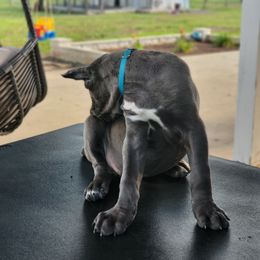 Cane Corso Puppies from Jolaw Kennel