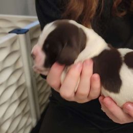 Liver Male - White and liver Brittany puppy in Rhoadesville, Virginia from HOMESCHOOLED BRITTANYS LLC