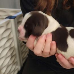 Liver Male - White and liver Brittany puppy in Rhoadesville, Virginia from HOMESCHOOLED BRITTANYS LLC