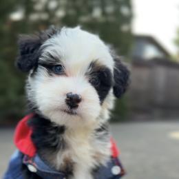 Dallas - male Australian Mountain Doodle puppy in Washougal, Washington from Sandy Creek Bernedoodles