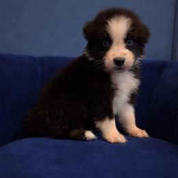 Puck - Black tri-color male Australian Shepherd puppy in Dulzura, California from Windsong Ranch Aussies
