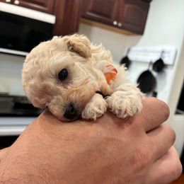 Orange girl - Cream female Poodle puppy in Phoenix, Arizona from La Petite poodle