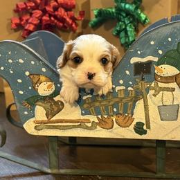 Fallon - Blenheim male Cavalier King Charles Spaniel puppy in Lula, Georgia from Cavaliers by Crumley