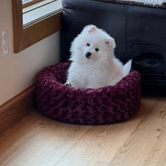 American Eskimo Dog puppies from Highland American Eskimo Dogs