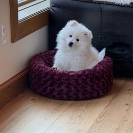 American Eskimo Dog puppies from Highland American Eskimo Dogs