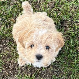 Cavapoochons from Platinum Premier Puppies