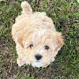 Cavapoochons from Platinum Premier Puppies