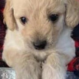 Assorted Doodle Crosses and Poodles from Heavenly Kurls Poodles and Doodles