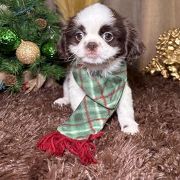 Mr.Big - Liver and white male Shih Tzu puppy in Phoenix, Arizona from Spoiled Shih Tzu