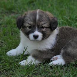 Jameson - Sable male Pembroke Welsh Corgi puppy in North East, Maryland from Potato Patch