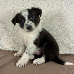 Malcom-blue and white tri - Blue male Border Collie puppy in Chattanooga, Tennessee from Ross Vegas Kennels
