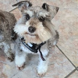 Lucy - Miniature Schnauzer