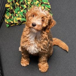 Apricot wavy - Yellow and white male Bernedoodle puppy in Graham, Texas from 2 Rose Ranch Doodles