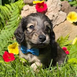 Uno - Cream male Dachshund puppy in Michigan from Hidden Haven Dachshunds