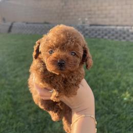 George - Red  male Poodle puppy in Riverside, California from Poodles and Frenchies