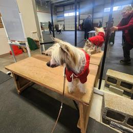 Chinese Crested Puppies from Zion's Chinese Cresteds