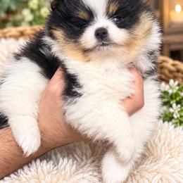 Girl 4 - Tri-colored female Pomeranian puppy in Grand Prairie, Texas from D’ Pomlovers