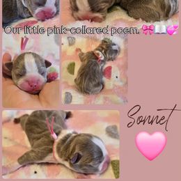 Sonnet - Lilac female Boston Terrier puppy in Carriere, Mississippi from Nine Acre Boston's