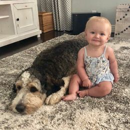 Bernedoodles of Kansas breeder of Bernedoodle