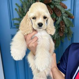 Milo - Buff male Cocker Spaniel puppy in Corcoran, California from Sweetheart Cockers