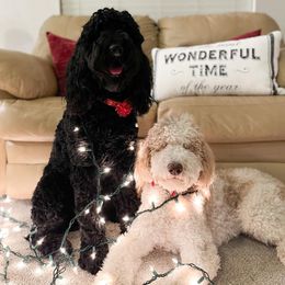 Goldendoodles from L & A Doodles