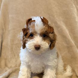 Poppy - Parti female Poodle puppy in Queens, New York from Pawfect Soul Puppies