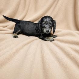 Berlin - Black and tan male Dachshund puppy in Richmond, Virginia from Paw Prints