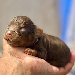 Yellow Collar - Chocolate female Cavapoo puppy in Palm Beach County, Florida from Benji’s Cockapoos
