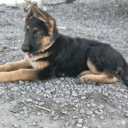 German Shepherd Puppies from Oregon German Shepherds