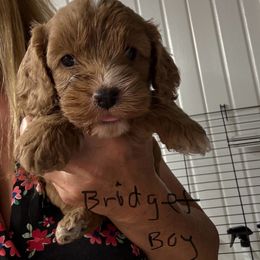 Bridget red boy - Red male Cockapoo puppy in Haines City, Florida from Camic Cockapoos
