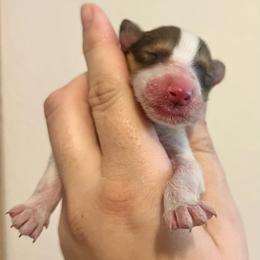 Sprout - White male Collie puppy in Henderson, Nevada from River Spirit Collies