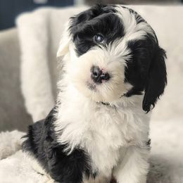 Bernedoodle, Goldendoodle, Poodle, and Sheepadoodle Puppies from Kerr Kanine Ranch