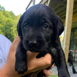 Labrador Retrievers from RNR