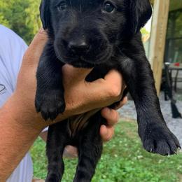 Labrador Retrievers from RNR