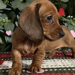 Dachshunds and French Bulldogs from Josh Wood