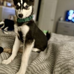 Alaskan Klee Kai Puppies from Lucky Charm Farms
