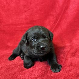 Fourth born pup - Black female Labrador Retriever puppy in Antwerp, Ohio from Clark’s Loyal Labradors