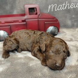 Mathew - Chocolate male Goldendoodle puppy in Eau Claire, Wisconsin from Fisher River Doodle's