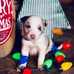 Latch x Lassie - Boy 2 - Red Merle - Light Blue - Red merle male Border Collie puppy in Minden, Iowa from Rocking N Registered Border Collies & Labradors