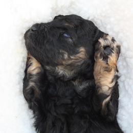 Emerald-girl - Phantom female Poodle puppy in Scottsville, Kentucky from Barren River Bernedoodles and Poodles