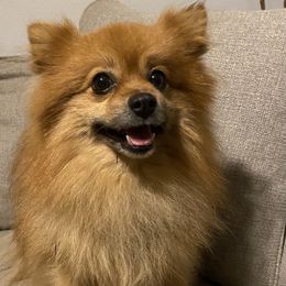 Chisum - Pomeranian