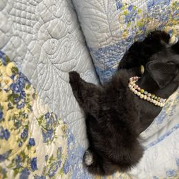 Miniature Schnauzer Puppies from The BrickHouse Miniature Schnauzers