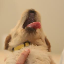Golden Retriever Puppies from Golden M Family Farms