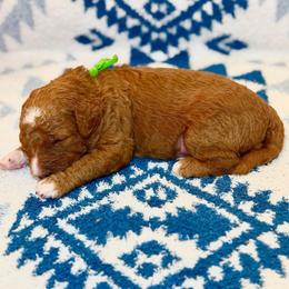 Tajin - Red  male Goldendoodle puppy in Houston, Texas from Golden Life Doodles